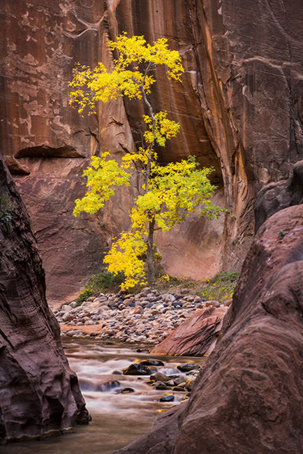 trees, fall, fall color, zion, mountains, utah, ut, southwest, cottonwood, water, virgin, river, narrows,