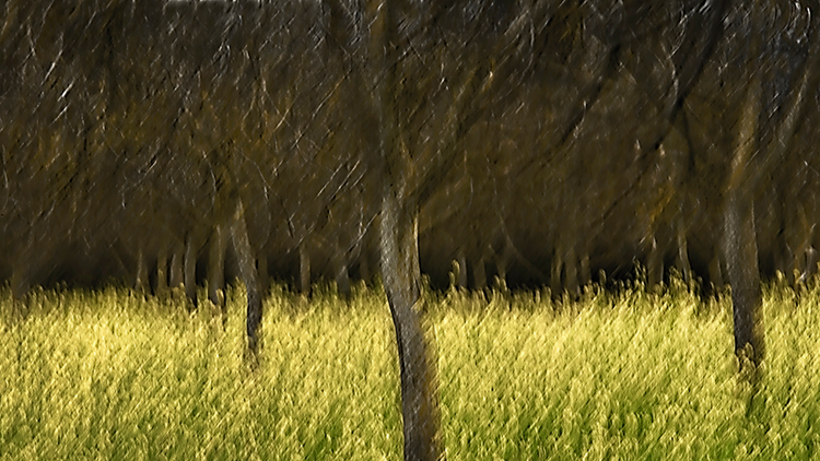 mustard, orchard, impressions, california, plants, grasses, trees, movement, northern california, ca