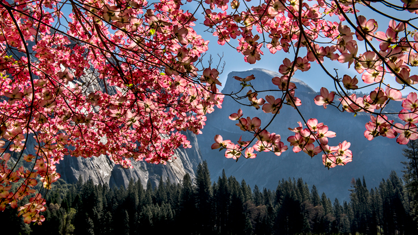 dogwoods, ahwahnee, meadow, ca, california, yosemite, spring, trees, sierra, mountains, half dome, half, dome