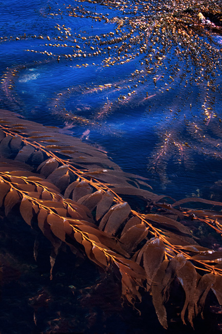 pt lobos, point lobos, big sur, ocean, waves, pacific, sunrise, coast, hwy 1, highway 1, ca, california, water, surf, kelp, sea...