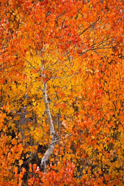 eastern sierra, sierra, fall, fall color, ca, california, trees, sunset, aspens, rock creek, mountains, owens river valley, owens...