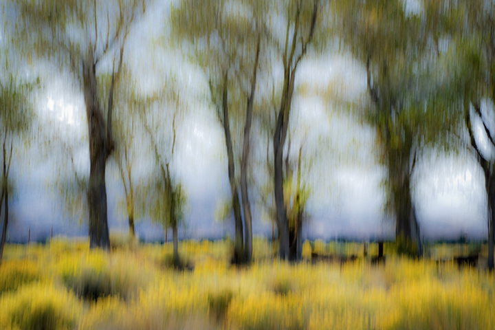 bishop, california, sierra, cottonwoods, trees, sage, movement, impressions, ca, california