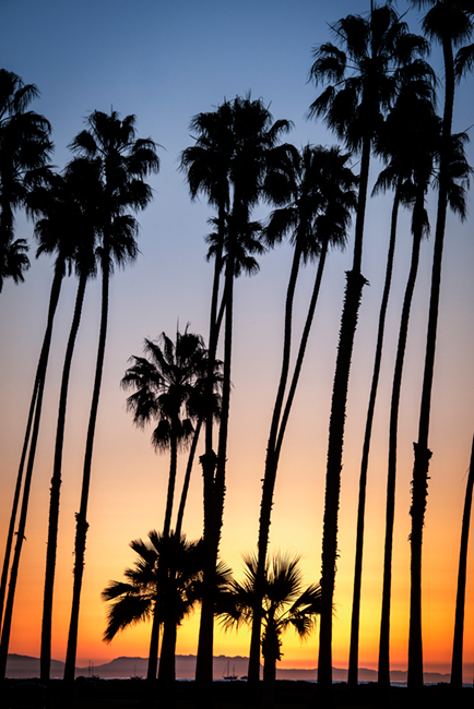 palms, sunrise, santa barbara, trees, coast, ca, california, beach, pacific