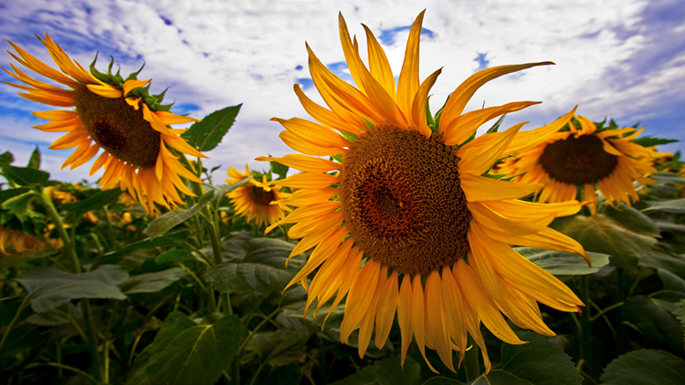 sunflower, plants, ca, california, northern