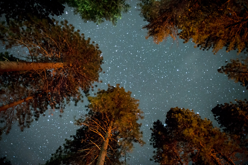 Stars, milky, way, pines, upper,  yosemite, valley, fall, sierra, mountains, ca, california, trees, night skies