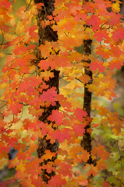 fall colors, fall, trees, maples, southwest, west fork, sedona, arizona, az, red rock