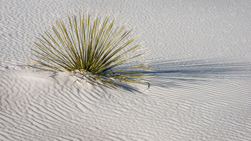 white sands, nm, new mexico, sand, sand dunes, southwest, desert, yucca