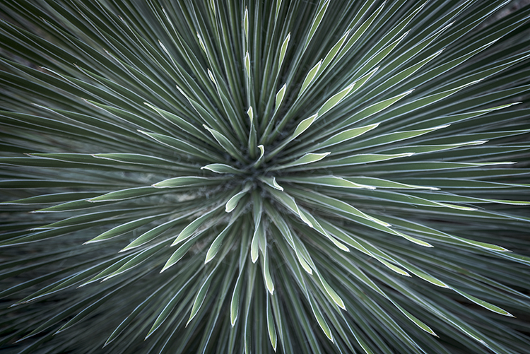 desert plants, plants, desert, arizona, az, yucca, sonora desert, sonoran