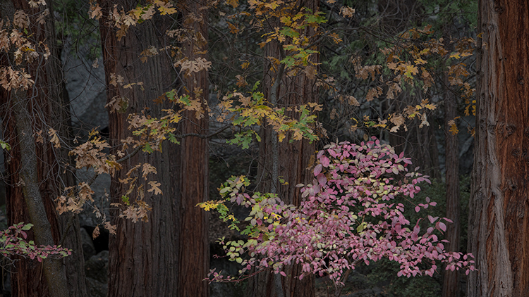 yosemite, national park, sierra, valley, fall, trees, merced, flora, mountains, leaves, ca, colors, dogwoods
