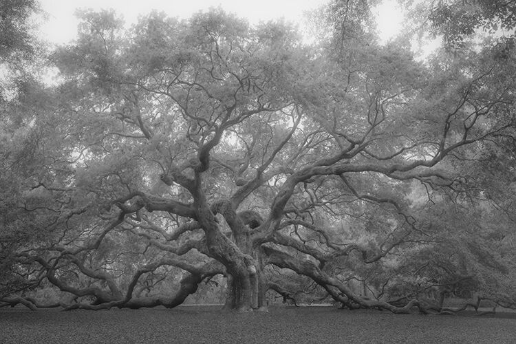 oak tree, trees, oaks, south carolina, south, carolina, spanish moss, moss, flora, fog