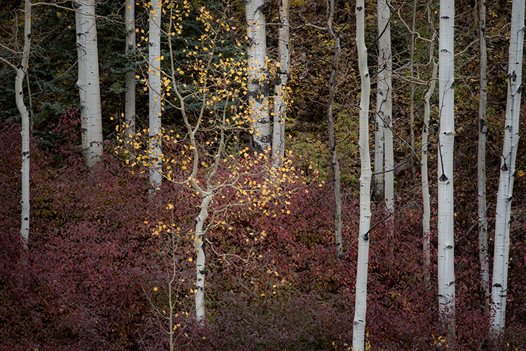 Fall colors, fall, trees, aspens, san juan mountains, co, colorado, durango, rockies, mountains