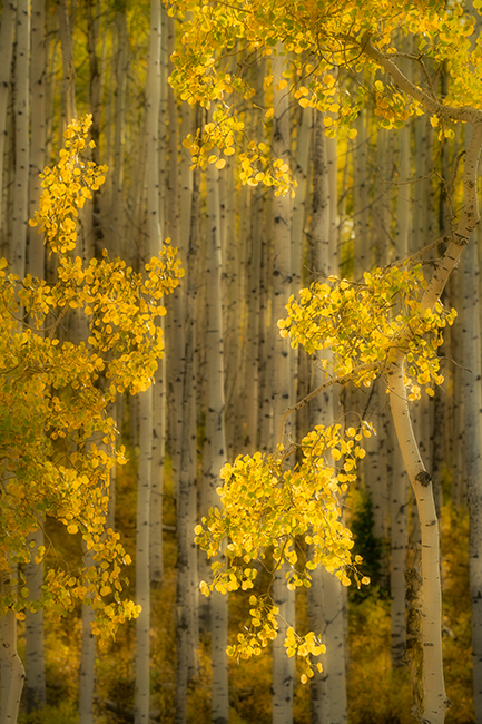colorado, co, san juan mountains, mountains. trees, aspens, fall, fog, atmospherics, owl creek, ridgway, snow, flora, autumn...