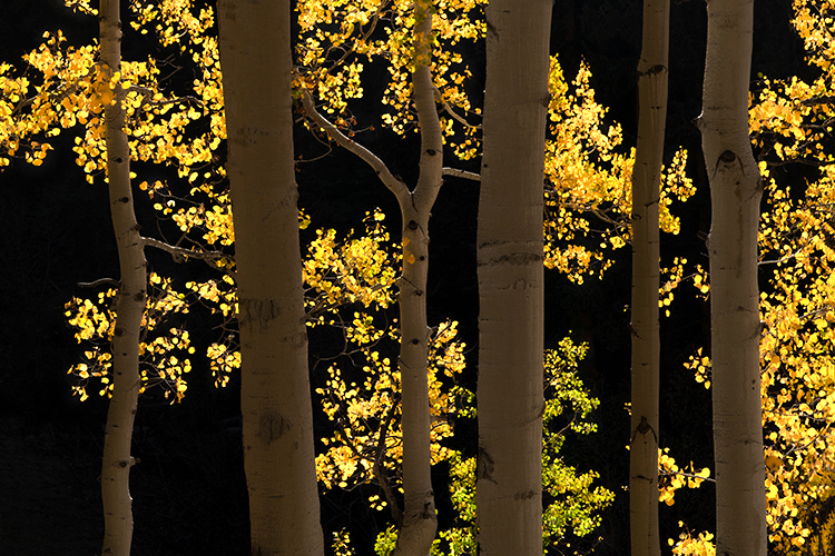 colorado, co, fall, san juan, owl creek, aspens, trees, flora, mountains, colorado plateau, sunrise, dallas divide, ridgway...