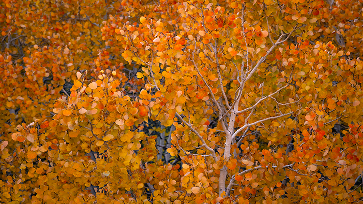 Eastern Sierra, Sierra, CA, California, Fall, mountains, foliage, leaves, autumn, aspens, flora, trees, water, bishop, creek...