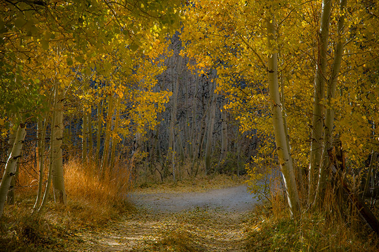 Eastern Sierra, Sierra, CA, California, Fall, mountains, foliage, leaves, autumn, aspens, flora, trees, water, bishop, creek...