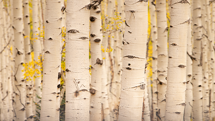 colorado, co, aspens, fall, colors, fall colors, san juan, san juan mountains, mountains, rocky mountains, flora, sunrise, sunset...