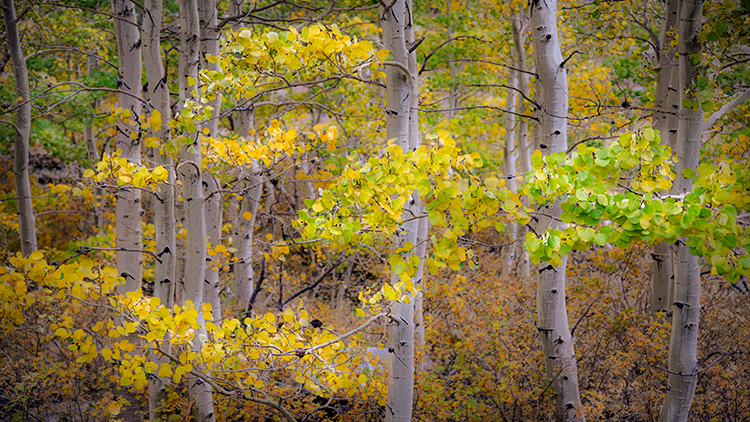 Eastern Sierra, Sierra, CA, California, Fall, mountains, foliage, leaves, autumn, aspens, flora, trees, water, bishop, creek...