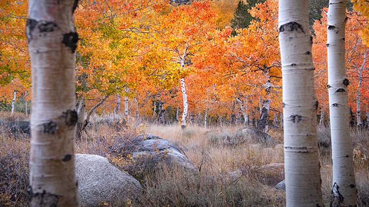 Eastern Sierra, Sierra, CA, California, Fall, mountains, foliage, leaves, autumn, aspens, flora, trees, water, bishop, creek...