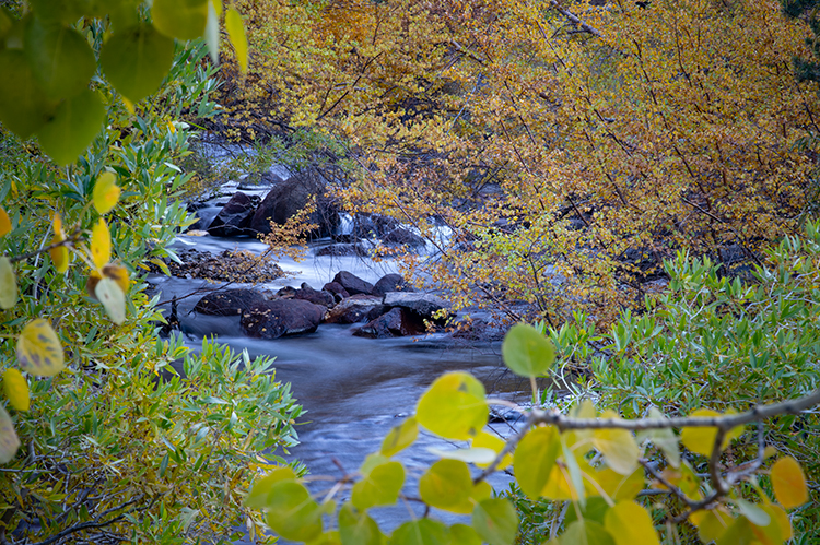 Eastern Sierra, Sierra, CA, California, Fall, mountains, foliage, leaves, autumn, aspens, flora, trees, water, bishop, creek...