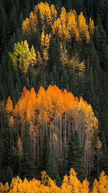 Fall colors, fall, trees, aspens, san juan mountains, co, colorado, durango, rockies, mountains