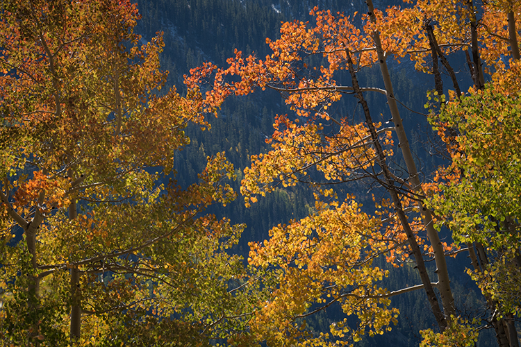 Rocky Mountains, San Juan mountains, rockies, san juans, fall, autumn, color, trees, aspen, pine, fir, colorado, co, owl creek...