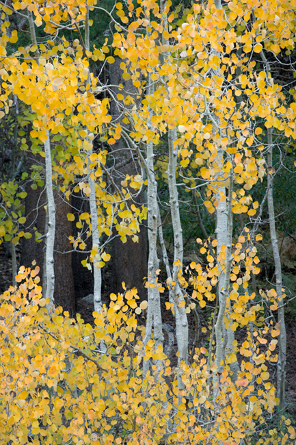 Sierra, fall. color, fall colors, mountains, trees, landscape, Bishop, aspens, california, south lake