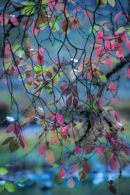 Yosemite, Sierra, mountains, yosemite valley, fall, merced river, merced, water, maples, fall color, fall, reflection