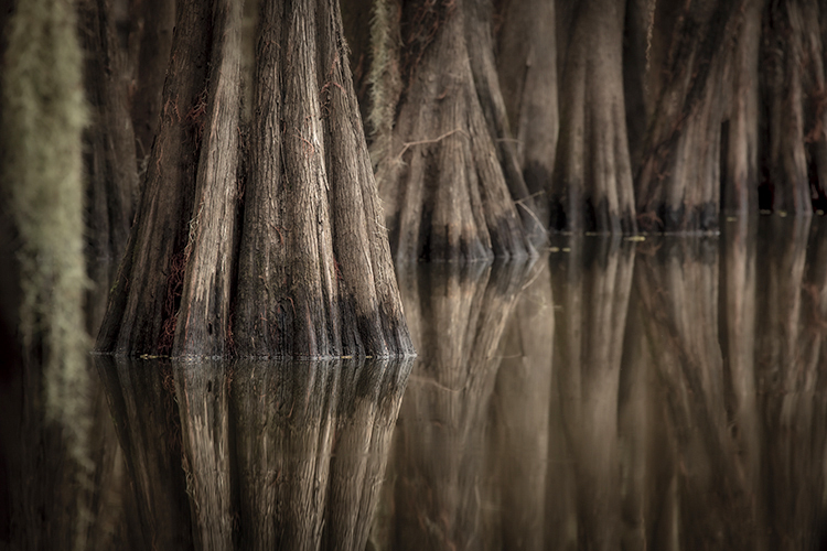 cado lake, texas, tx, bald cypress, cypress, trees, moss, spanish moss, bayou, marsh, swamp, la, Louisiana, caddo lake,