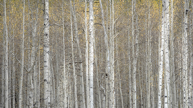 fall colors, fall, aspens, trees, mountains, wy, wyoming, wind river, winds, rockies