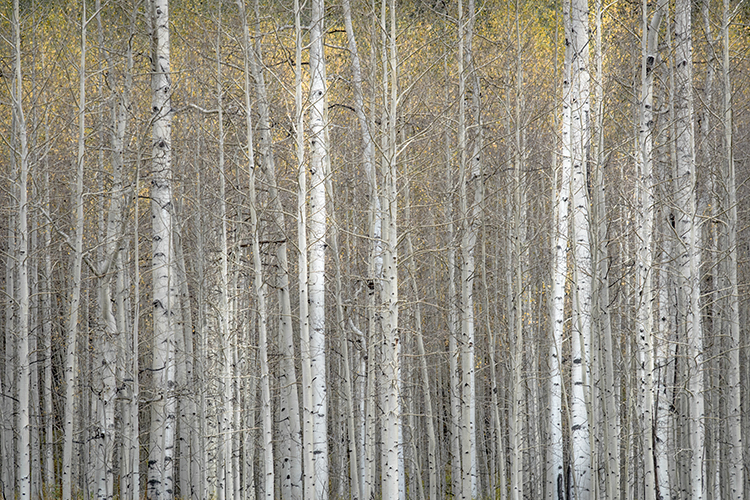 Fall colors, fall, trees, aspens, san juan mountains, co, colorado, durango, rockies, mountains
