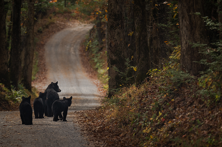 great, smoky, mountains, national park, fall, colors, flora, fauna, bear, cubs, cades, cove, morning, trees