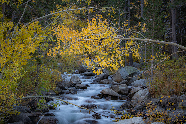 Eastern Sierra, Sierra, CA, California, Fall, mountains, foliage, leaves, autumn, aspens, flora, trees, water, bishop, creek...