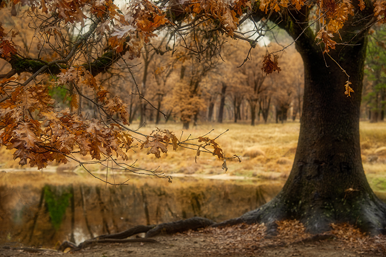 yosemite, fall, national park, sierra, mountains, trees, merced, river, sierra nevada, water, yosemite valley