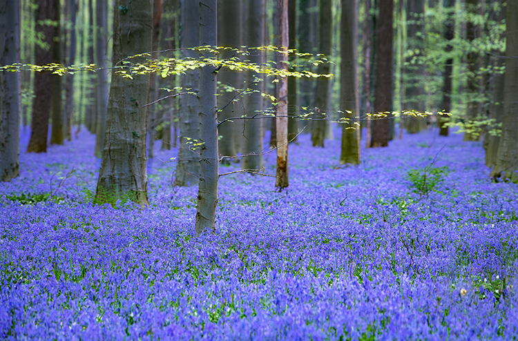 europe, belgium, blue forest, flora, bluebells, leaves, forest, blue, beech tree, flora, bluebells, blue forest, halle, hellebros...