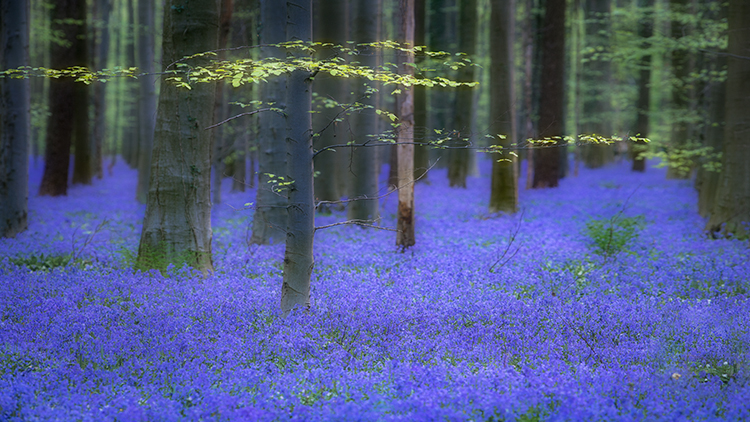 Enchanted Forest Sunrise