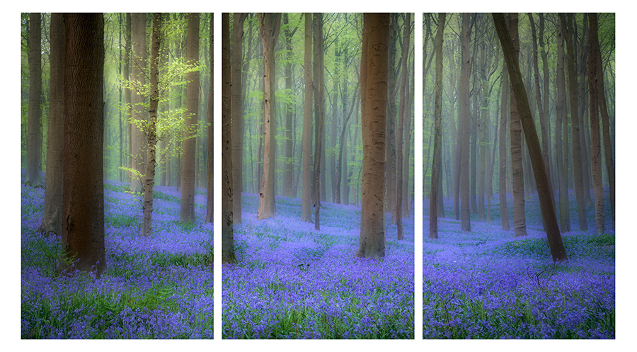 Blue Forest Fog Triptych