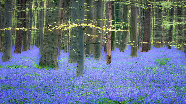 flora, bluebells, blue forest, belgium, halle, hellebros, hyacinth, spring, wildflowers, trees, dreams, dreamy, mood, europe...