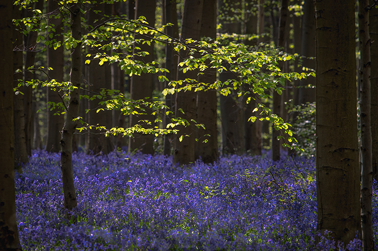flora, bluebells, blue forest, belgium, halle, hellebros, hyacinth, spring, wildflowers, trees, dreams, dreamy, mood, europe...