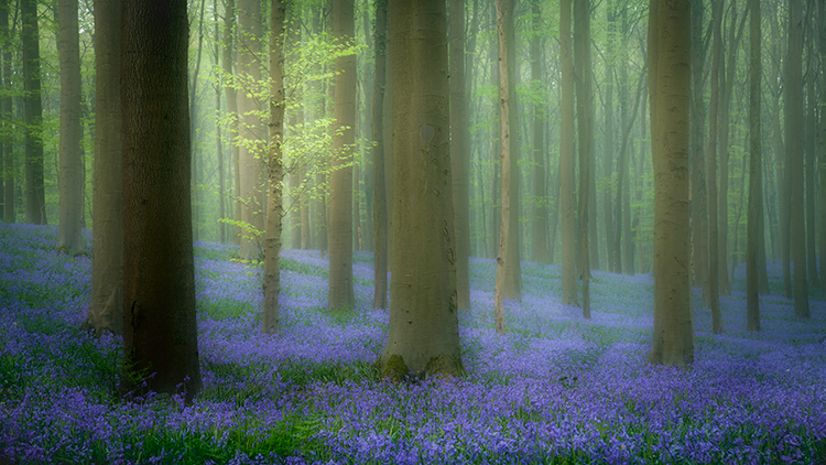 flora, bluebells, blue forest, belgium, halle, hellebros, hyacinth, spring, wildflowers, trees, dreams, dreamy, mood, europe...