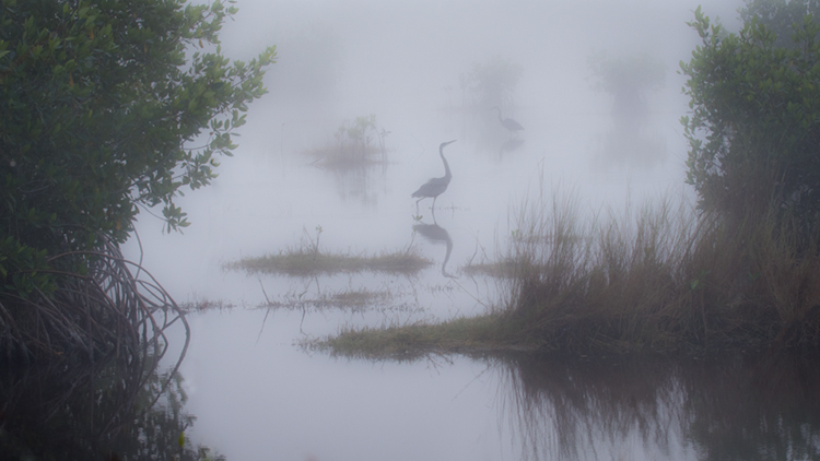 everglades, florida, fl, national, park, water, sunset, birds, wetlands, herons, ibis, waterbirds