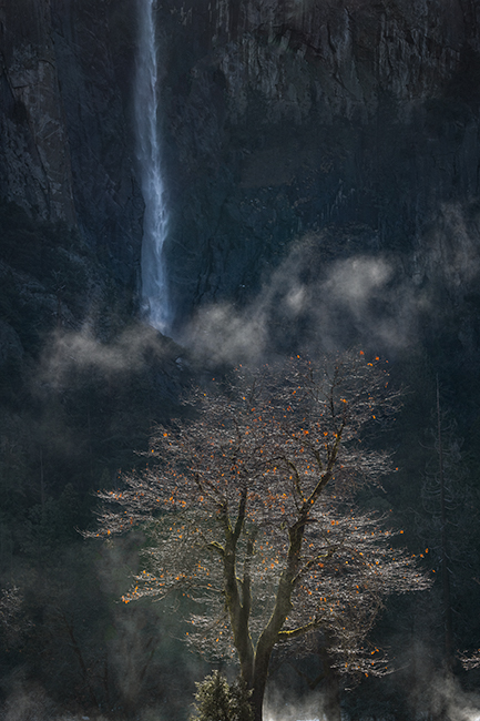 yosemite national park, yosemite, ca, california, trees, black oak, meadow, el capitan, flora, bridalveil falls, falls, water