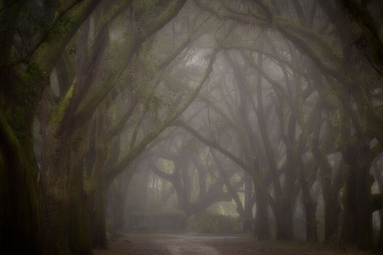 oaks, trees, south, carolina, fog, atmospherics, moss, Spanish, johns island, trees