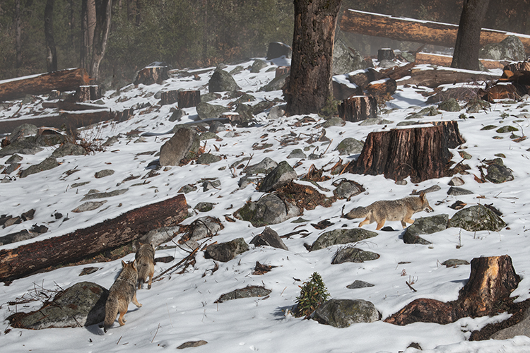yosemite national park, yosemite, ca, california, trees, black oak, meadow, el capitan, flora, coyotes, fauna