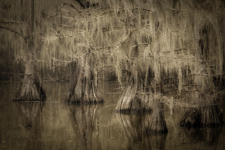 cado lake, texas, tx, bald cypress, cypress, trees, moss, spanish moss, bayou, marsh, swamp, la, Louisiana, caddo lake