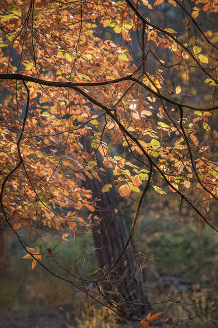 yosemite, national park, sierra, valley, fall, trees, merced, flora, mountains, leaves, ca, colors, dogwoods