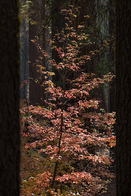 Yosemite, Sierra, mountains, yosemite valley, fall, fall color, fall, dogwoods,  wildlife, flora,
