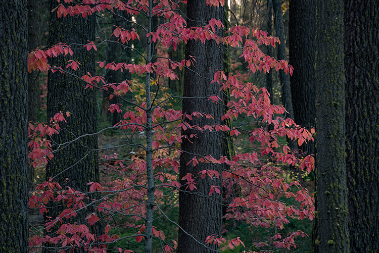 Yosemite, Sierra, mountains, yosemite valley, fall, fall color, fall, dogwoods,  wildlife, flora,