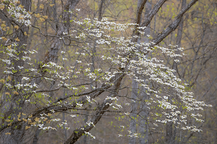 great smoky mountains, spring, wildflowers, flora, appalachian, Tennessee, north carolina, east usa, dogwood