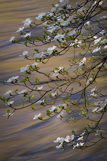 merced river, merced, yosemite, valley, mountains, sierra, trees, sunrise, light, spring,  ca, california, water, dogwoods