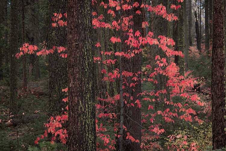 Yosemite, Sierra, mountains, yosemite valley, fall, merced river, merced, water, maples, fall color, fall, dogwoods, wildlife...